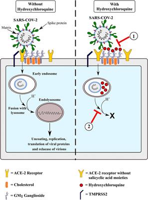 Frontiers | Hydroxychloroquine As A Chemoprophylactic Agent For COVID ...